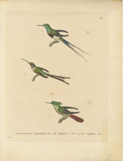 Hummingbird Engravings by Huet and Prêtre: Langsdorff, Chalybeate, Unique-tailed