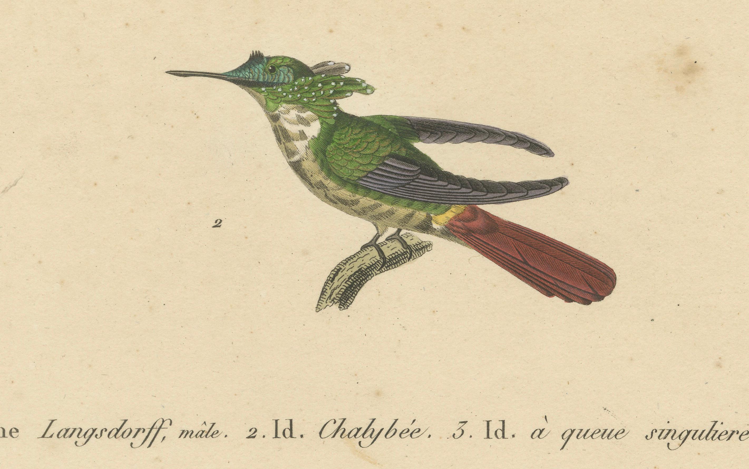 Gravures de colibris par Huet et Prêtre : Langsdorff, Chalybe, à queue unique Bon état - En vente à Langweer, NL