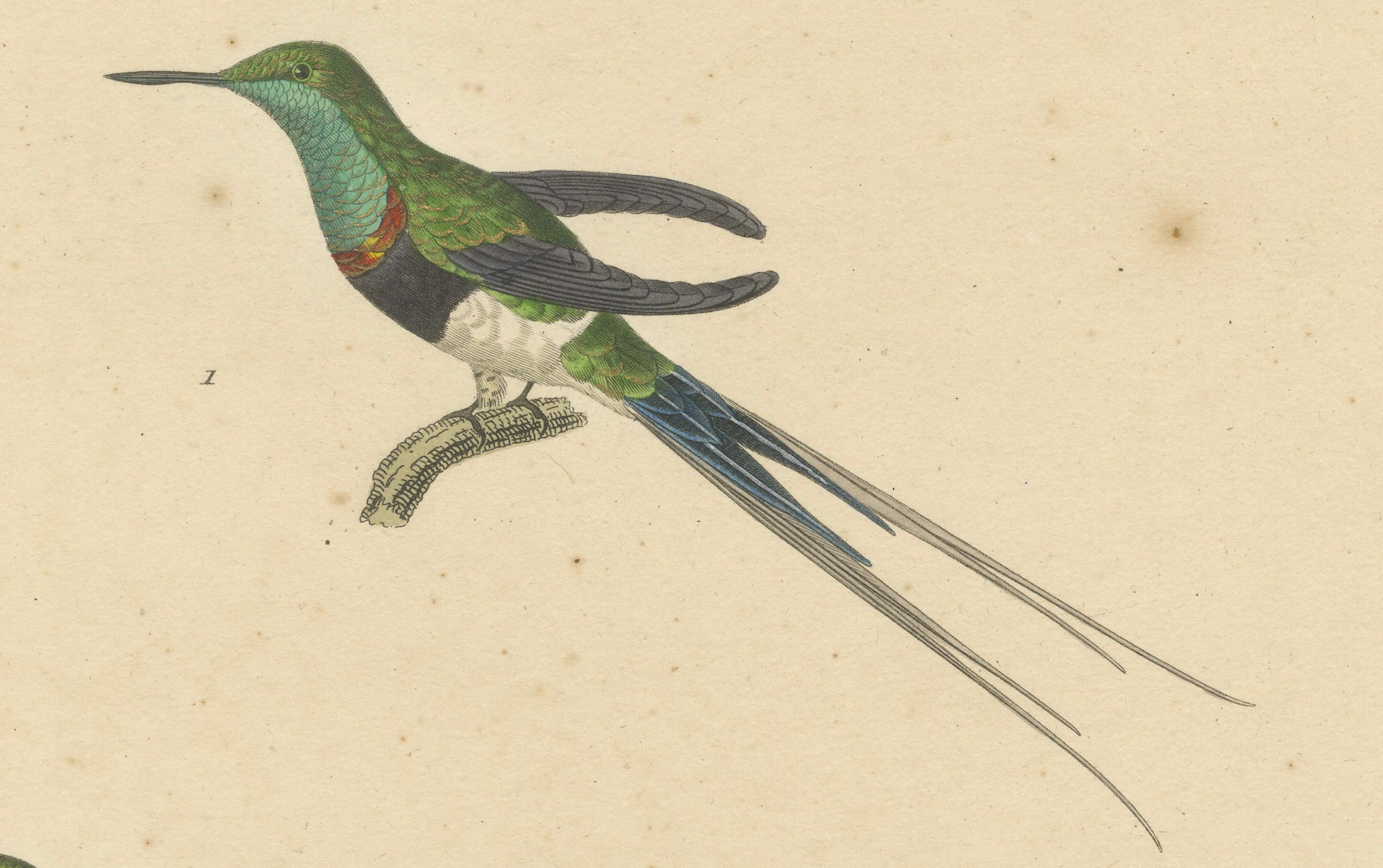 Papier Gravures de colibris par Huet et Prêtre : Langsdorff, Chalybe, à queue unique en vente