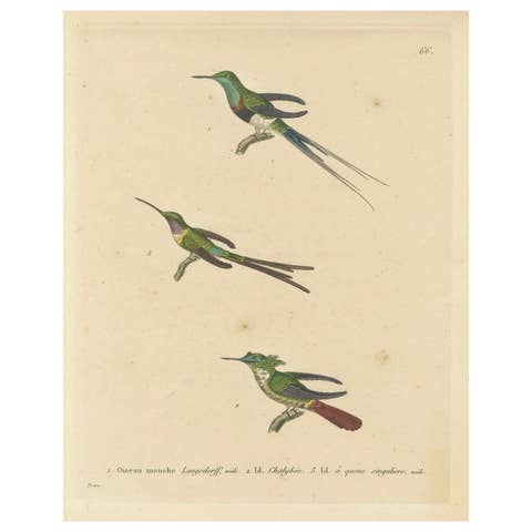 Hummingbird Engravings by Huet and Prêtre: Langsdorff, Chalybeate, Unique-tailed