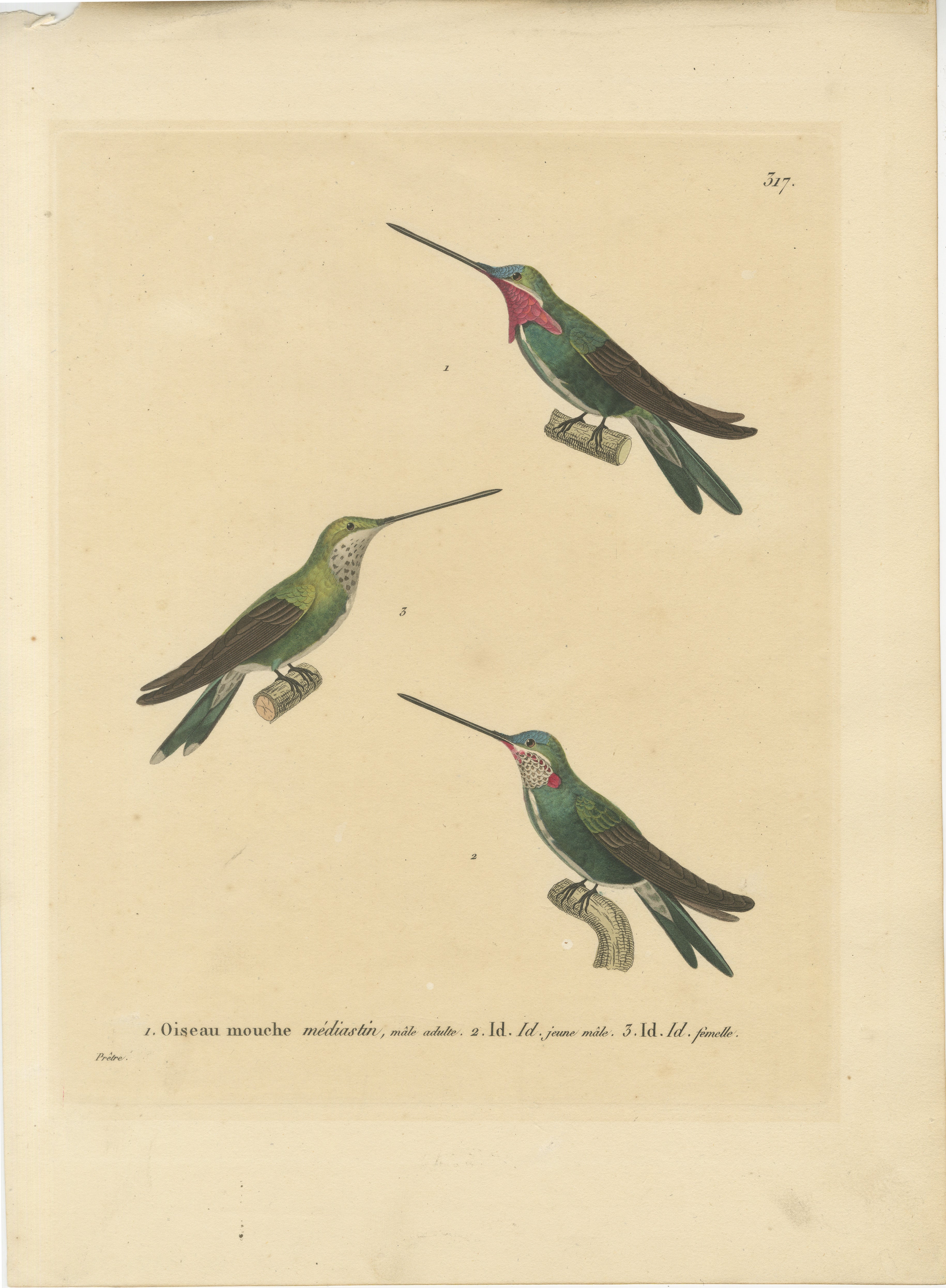 Questa illustrazione ornitologica del XIX secolo mostra tre diversi colibrì, ciascuno meticolosamente dettagliato ed etichettato. La stampa, che fa parte della serie 