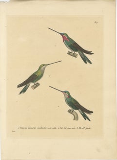 Hummingbird Illustrations: Adult, Young Male, and Female by Huet & Prêtre, 1838