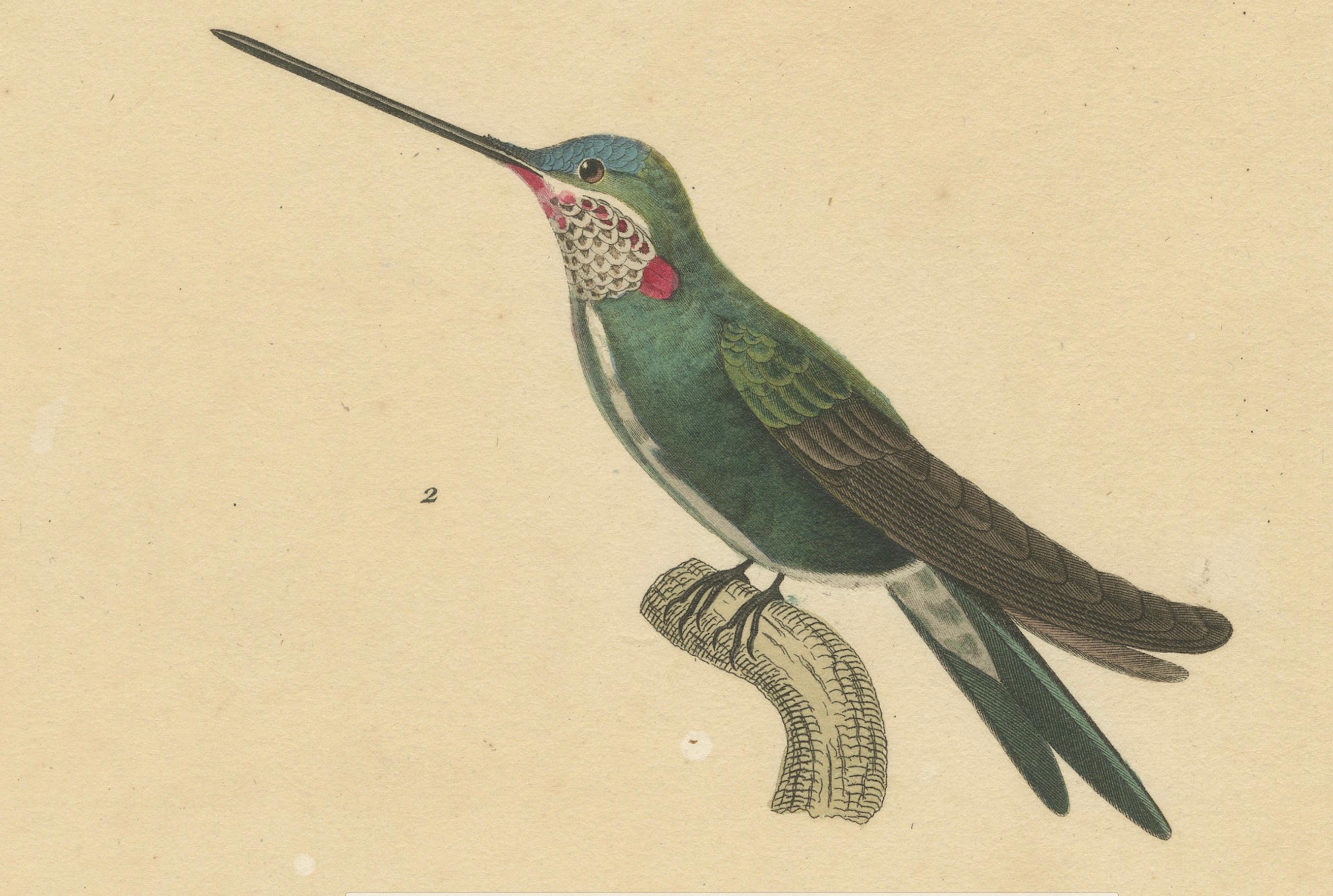 Illustrazioni di colibrì: Adulto, giovane maschio e femmina di Huet & Prêtre, 1838 In condizioni buone in vendita a Langweer, NL