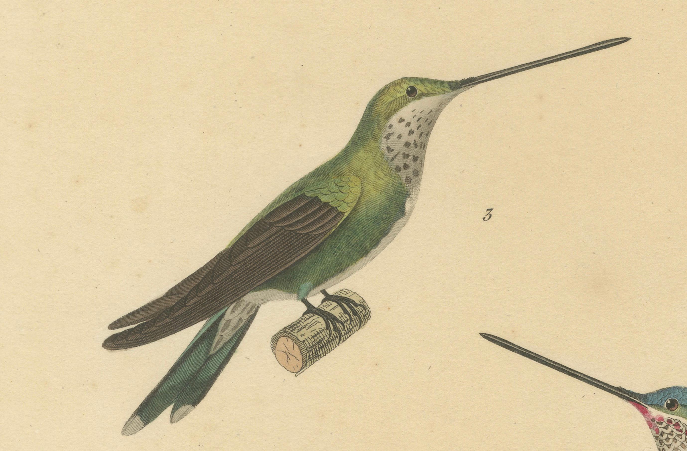 Metà XIX secolo Illustrazioni di colibrì: Adulto, giovane maschio e femmina di Huet & Prêtre, 1838 in vendita