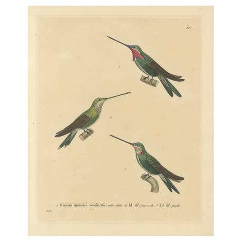 Hummingbird Illustrations: Adult, Young Male, and Female by Huet & Prêtre, 1838