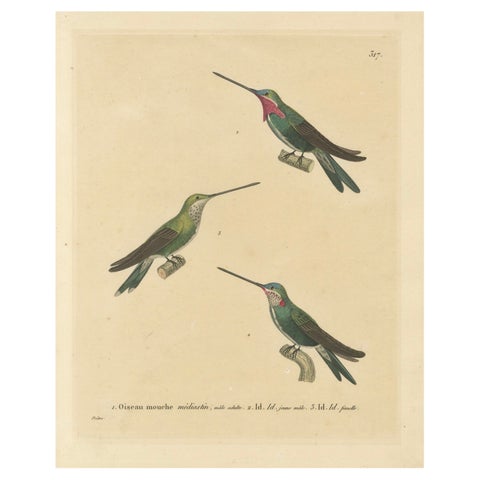 Hummingbird Illustrations: Adult, Young Male, and Female by Huet & Prêtre, 1838