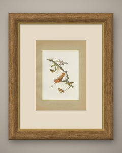 Hummingbirds, Brazilian Bird Print, Descourtilz, 1944