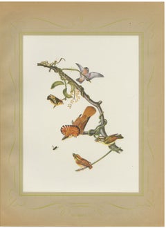 Hummingbirds, Brazilian Bird Print, Descourtilz, 1944