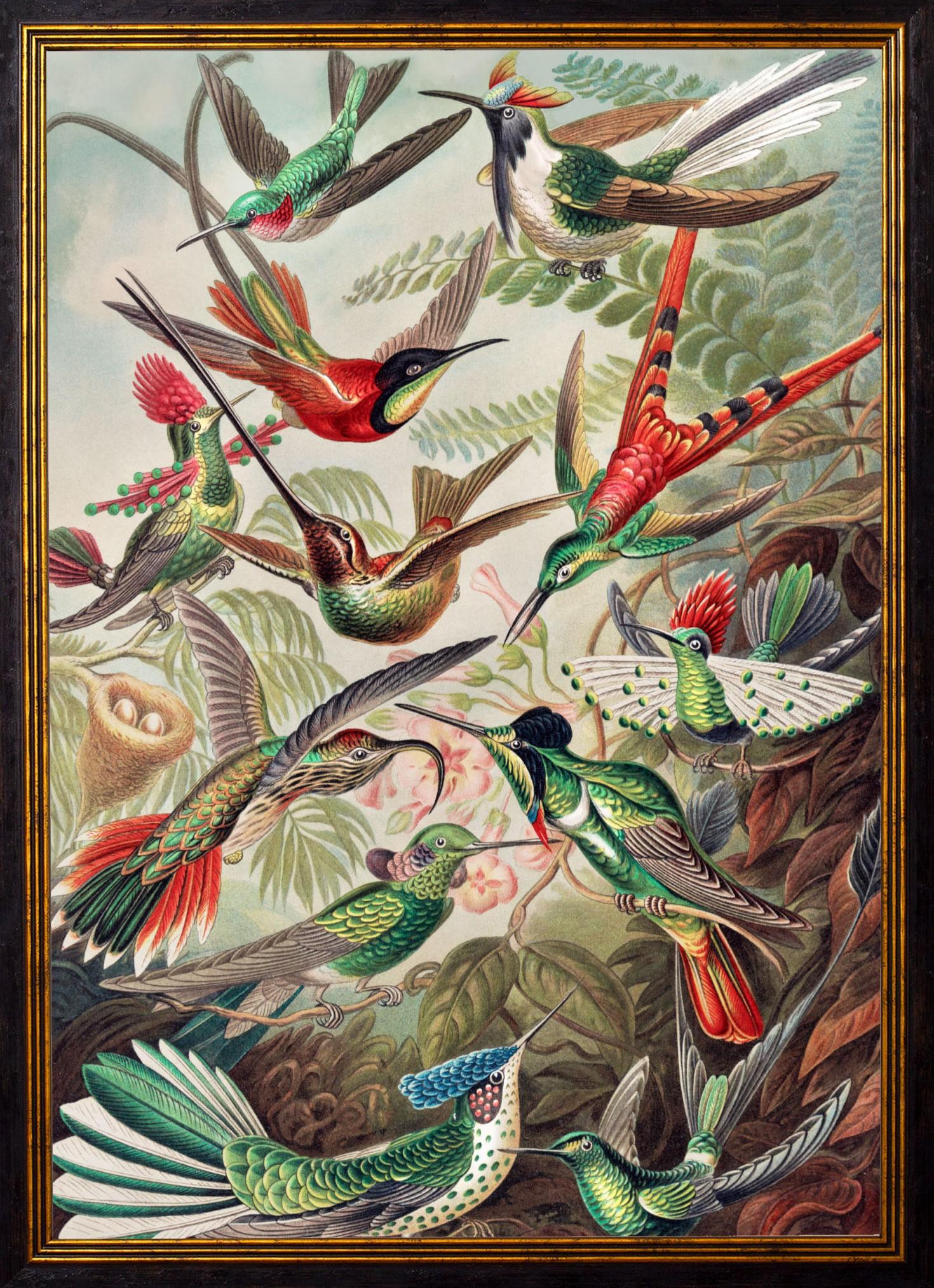 This stunning print of Hummingbirds references a beautiful print from the 1900s by Ernst Haeckel as per similar pieces; reference Sea anemones and Mosses from Ernst Haeckels Kunstformen der Natur (1904)

Prints of this style were originally printed
