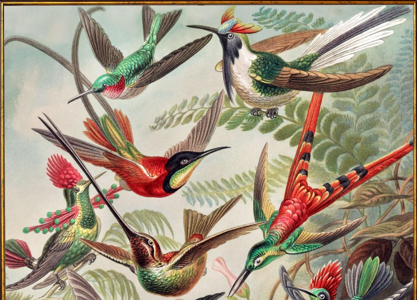 Edwardian Hummingbirds framed Print from original by Ernst Haeckel Circa 1904, New For Sale