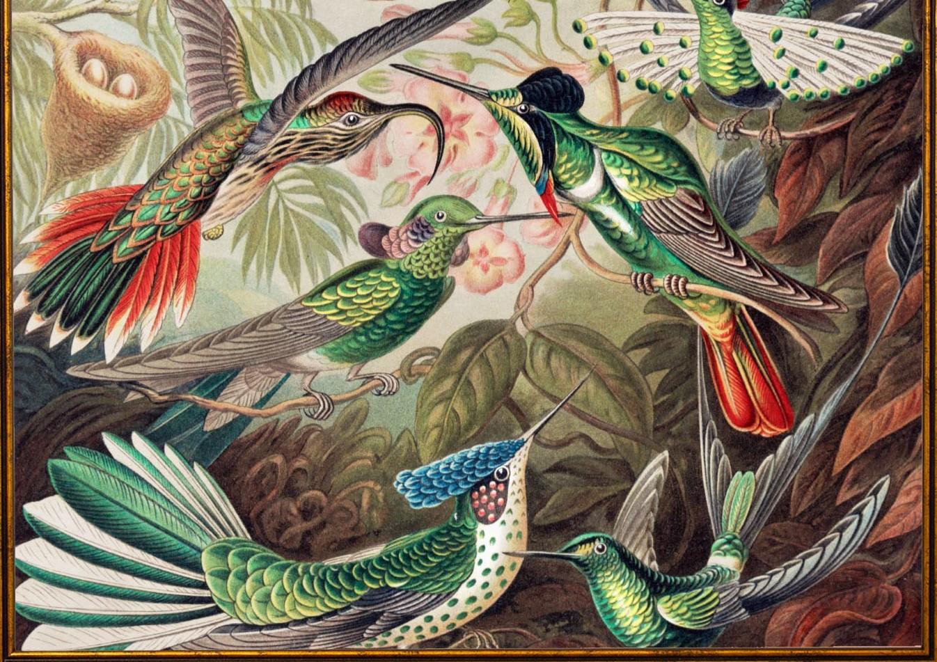 British Hummingbirds framed Print from original by Ernst Haeckel Circa 1904, New For Sale