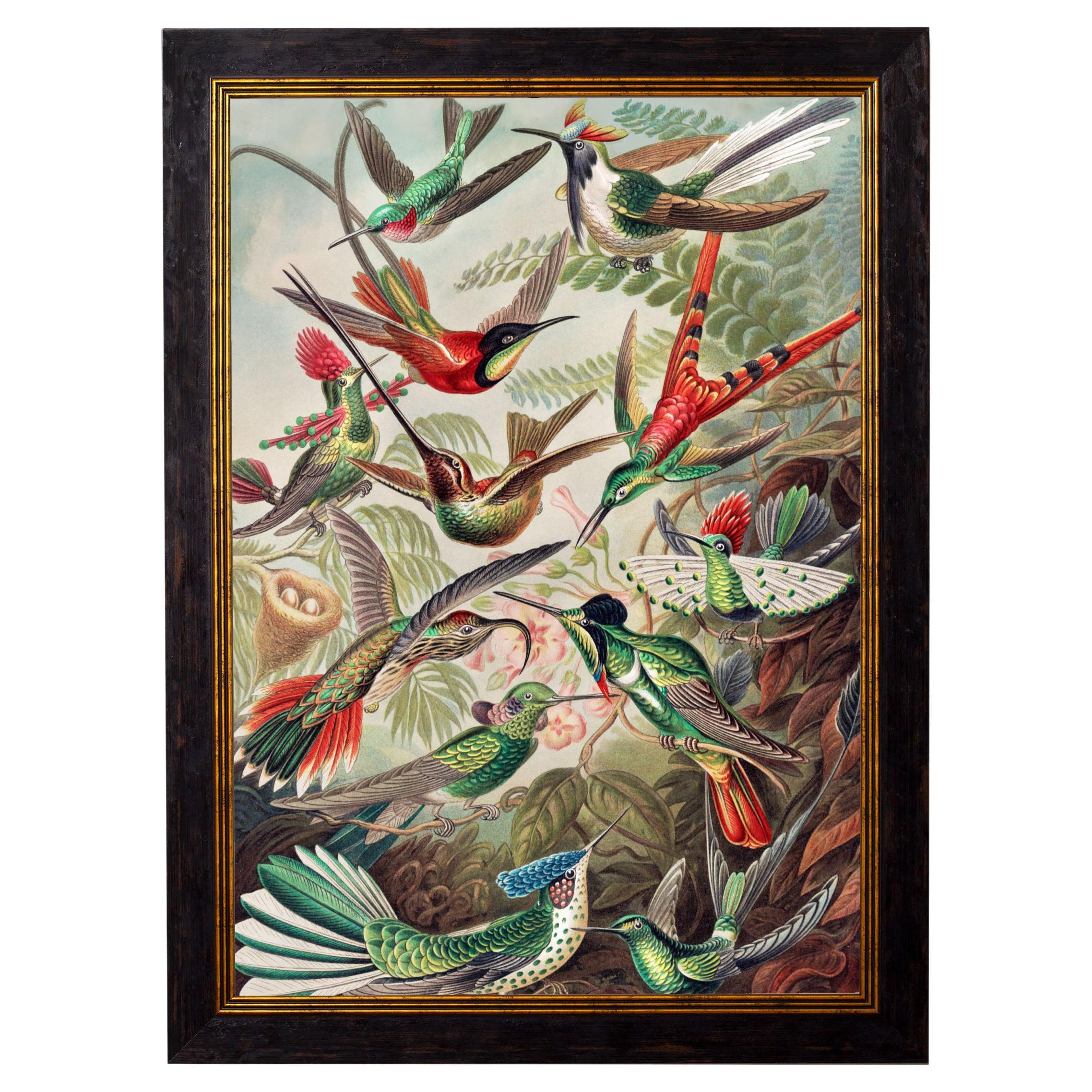 Colibrì incorniciato Stampa dall'originale di Ernst Haeckel circa 1904, Nuovo