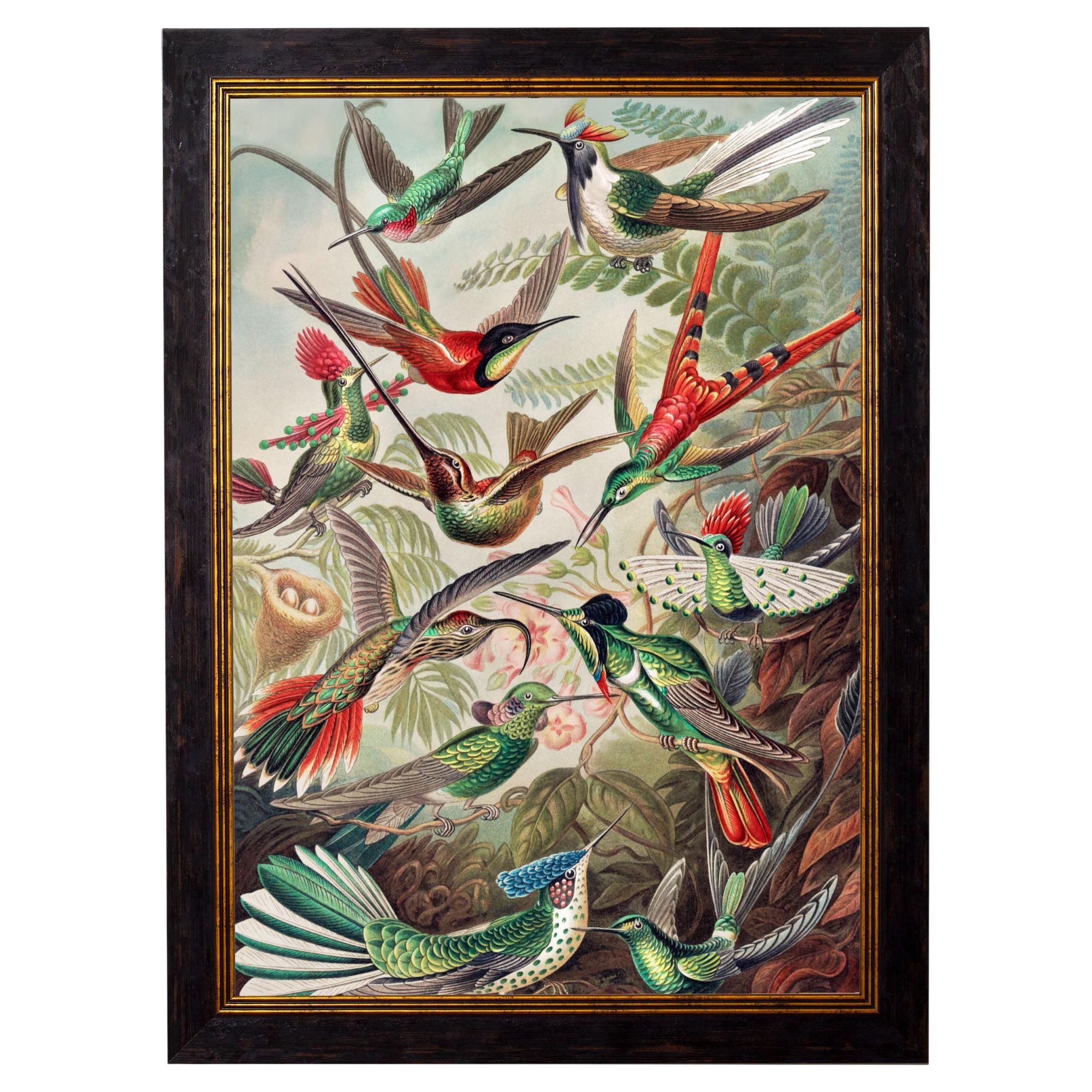 Hummingbirds, gerahmter Originaldruck von Ernst Haeckel, um 1904, neu