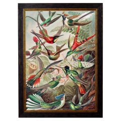 Hummingbirds framed Print from original by Ernst Haeckel Circa 1904, New