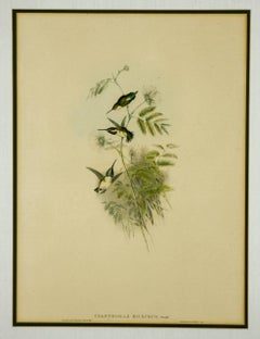 Hummingbirds Ornithological Colored Lithograph by John Gould