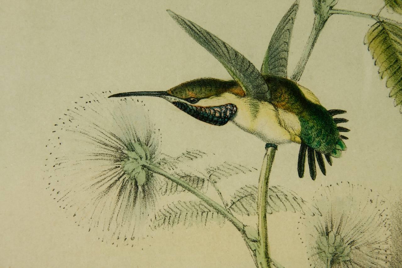 English Hummingbirds Ornithological Colored Lithograph by John Gould 