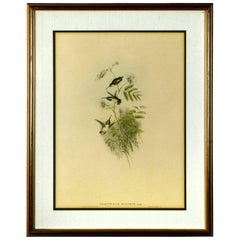 Hummingbirds Ornithological Colored Lithograph by John Gould