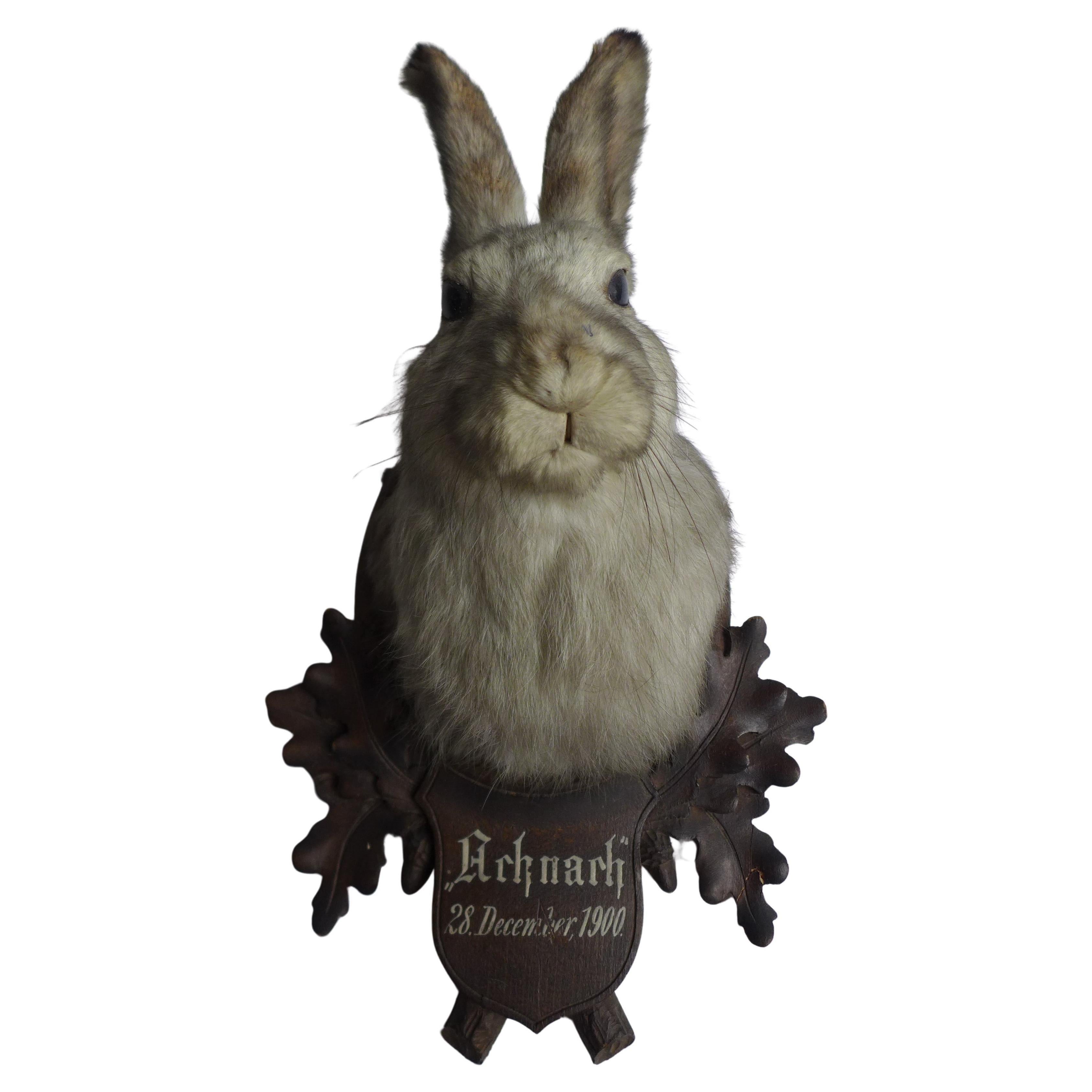 Hunting trophy – Mountain hare 1900 Blackforest For Sale