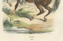 Hussar Cavalryman on Horseback, Napoleonic Military Print. Published in 1843