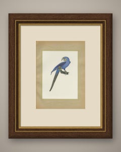 Hyacinth Macaw, Brazilian Bird Print, Descourtilz, 1944