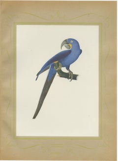 Hyacinth Macaw, Brazilian Bird Print, Descourtilz, 1944