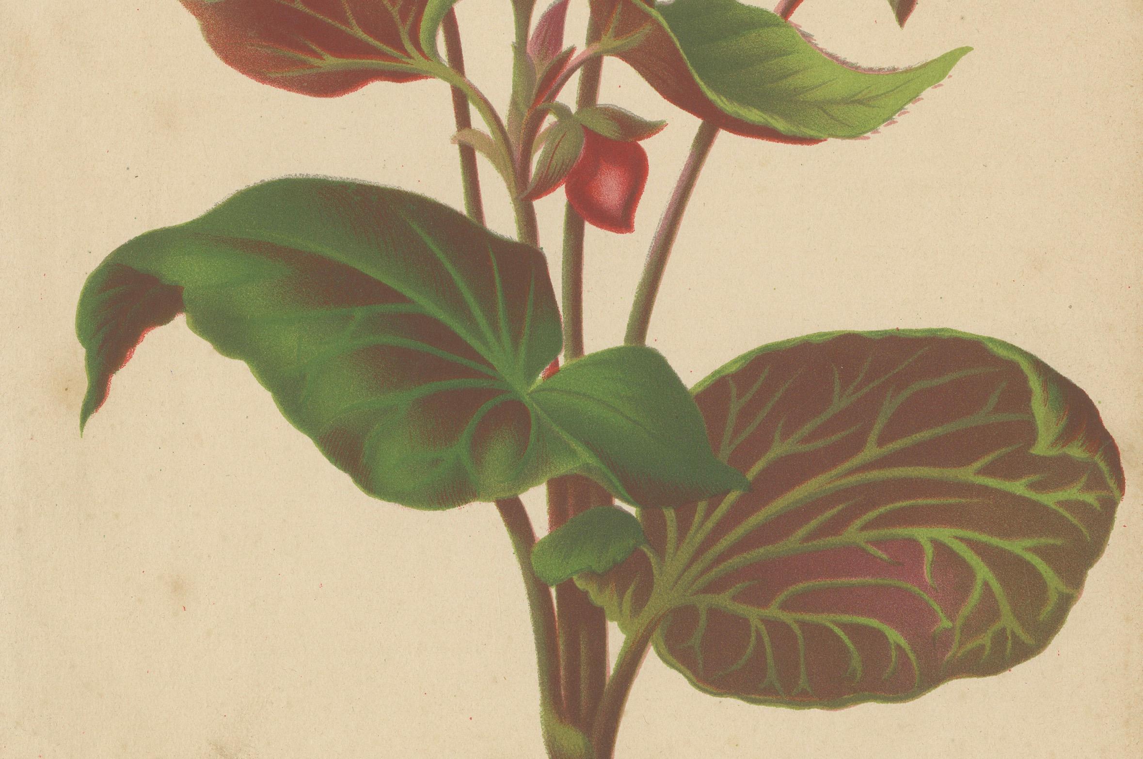 Hybrid Begonia botanische Illustration von Louis van Houtte, 19. Jahrhundert

Diese Illustration zeigt eine Begonia hybrida, die gemeinhin als Hybrid-Begonie bezeichnet wird. 

Der Artname deutet darauf hin, dass es sich um eine Sorte oder Hybride