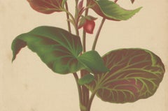 Illustration botanique de Begonia par Louis van Houtte, 19e siècle