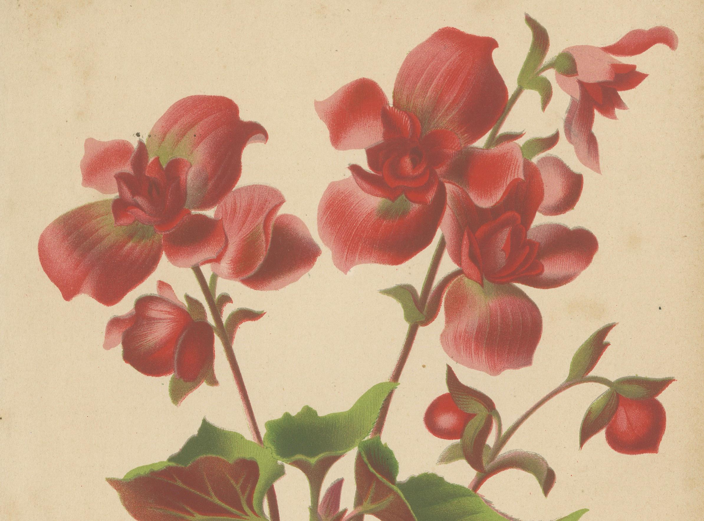 Hybrid Begonia botanische Illustration von Louis van Houtte, 19. Jahrhundert im Zustand „Gut“ im Angebot in Langweer, NL