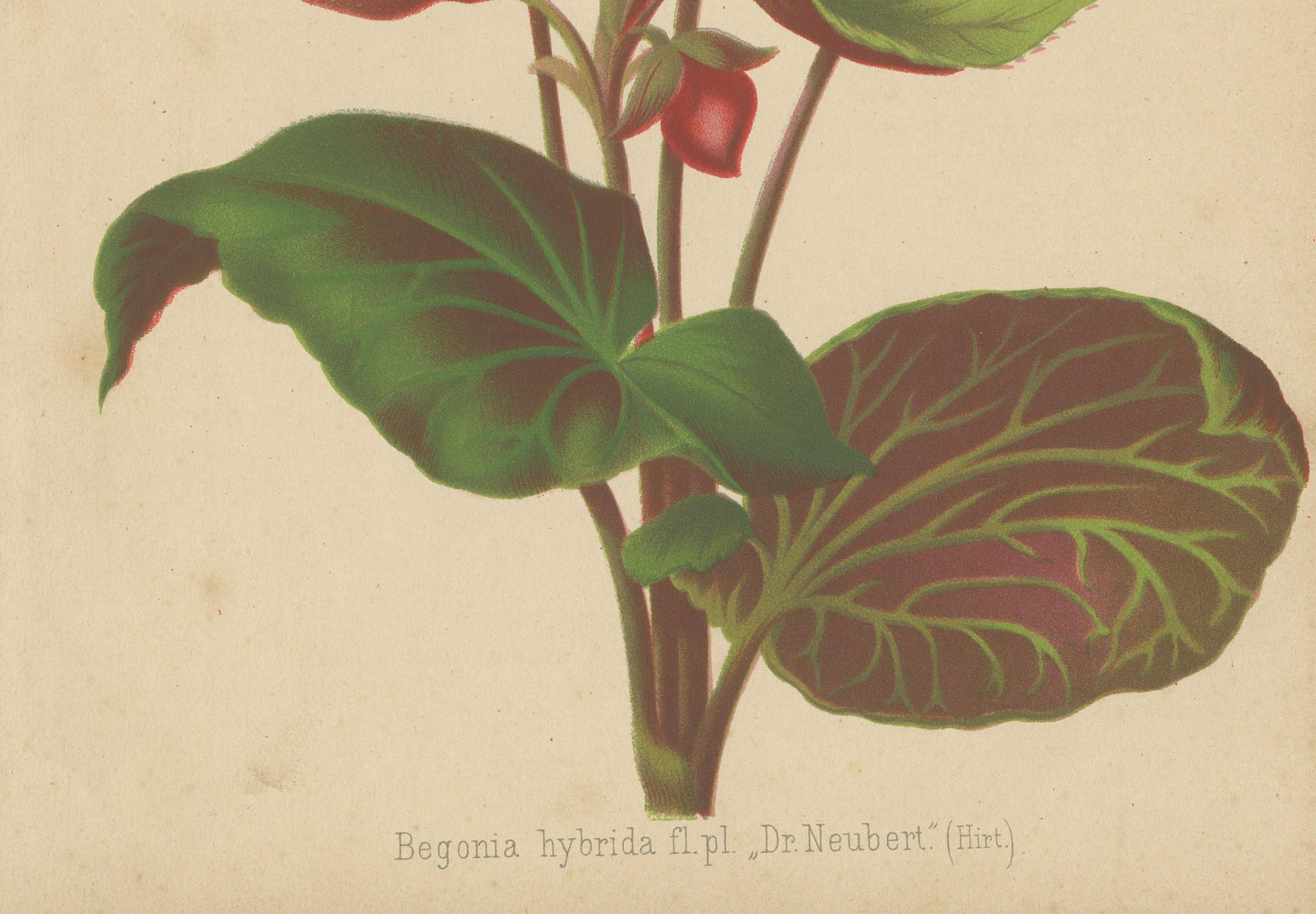 Hybrid Begonia botanische Illustration von Louis van Houtte, 19. Jahrhundert (Mittleres 19. Jahrhundert) im Angebot