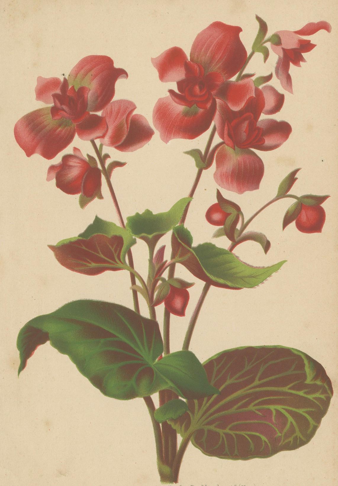 Hybrid Begonia botanische Illustration von Louis van Houtte, 19. Jahrhundert (Papier) im Angebot