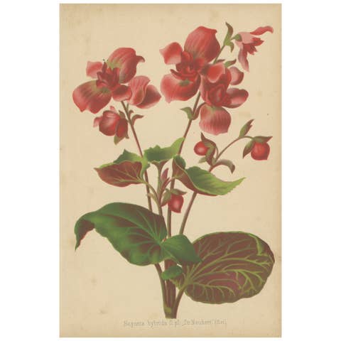 Hybrid Begonia Botanical Illustration by Louis van Houtte, 19th Century