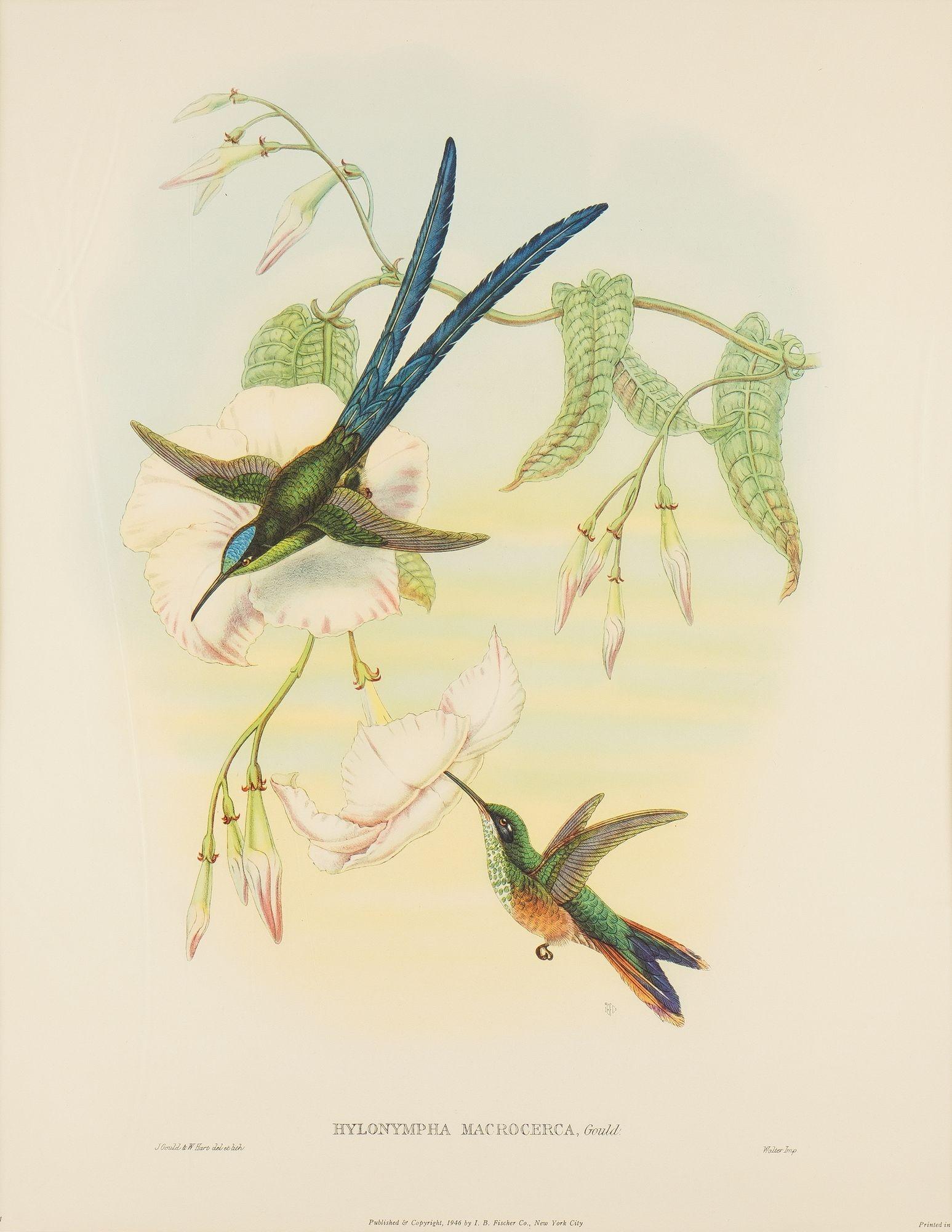 An ornithological lithographic print of the Scissor-Tailed Hummingbird from John Gould 's “A Monogram of the Trochilidae, or Family of Hummingbirds,” published in five volumes from 1861 to 1887, though this print is a mid-20th Century American