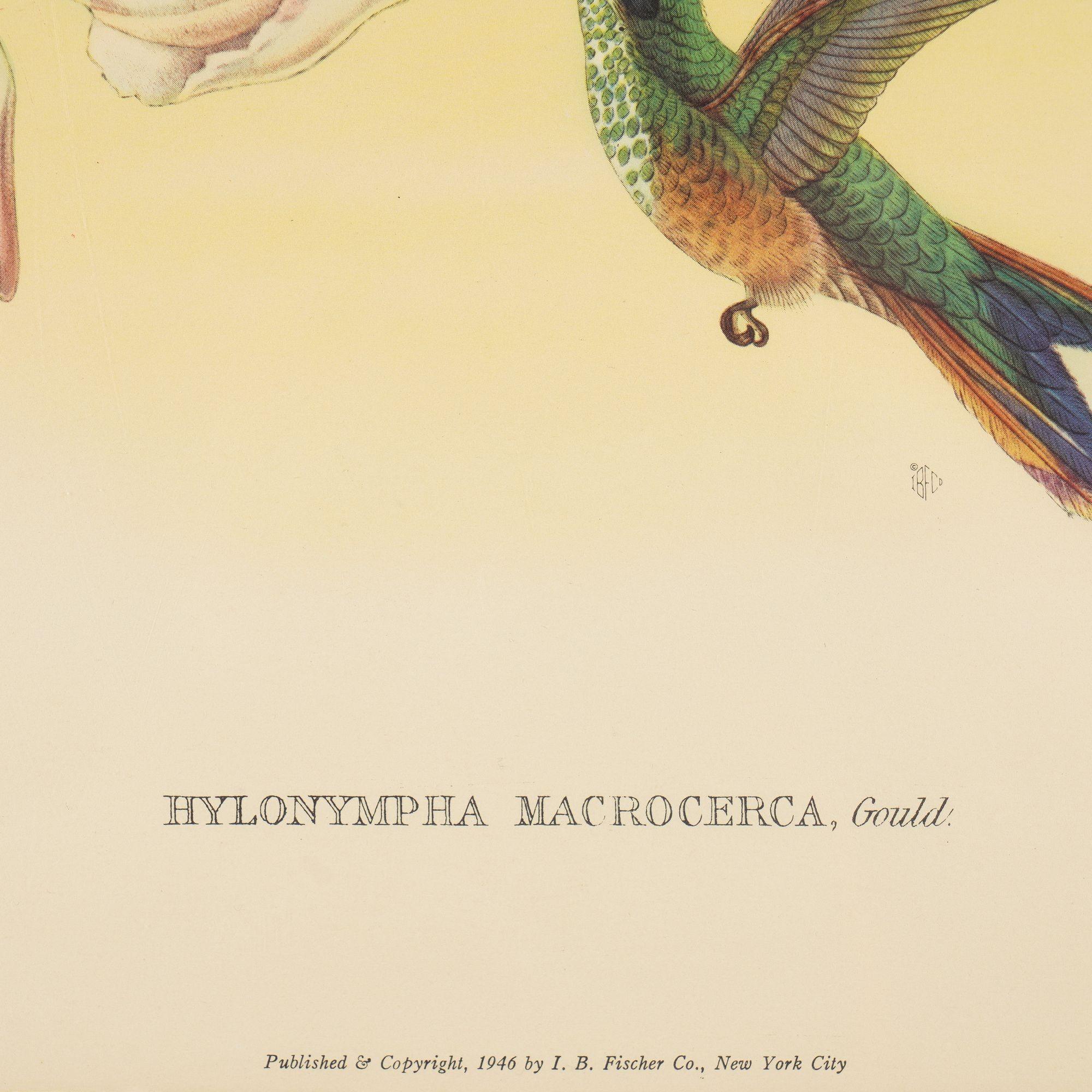 American Hylonympha Macrocerca (Scissor-Tailed Hummingbird) by John Gould, 1946 For Sale