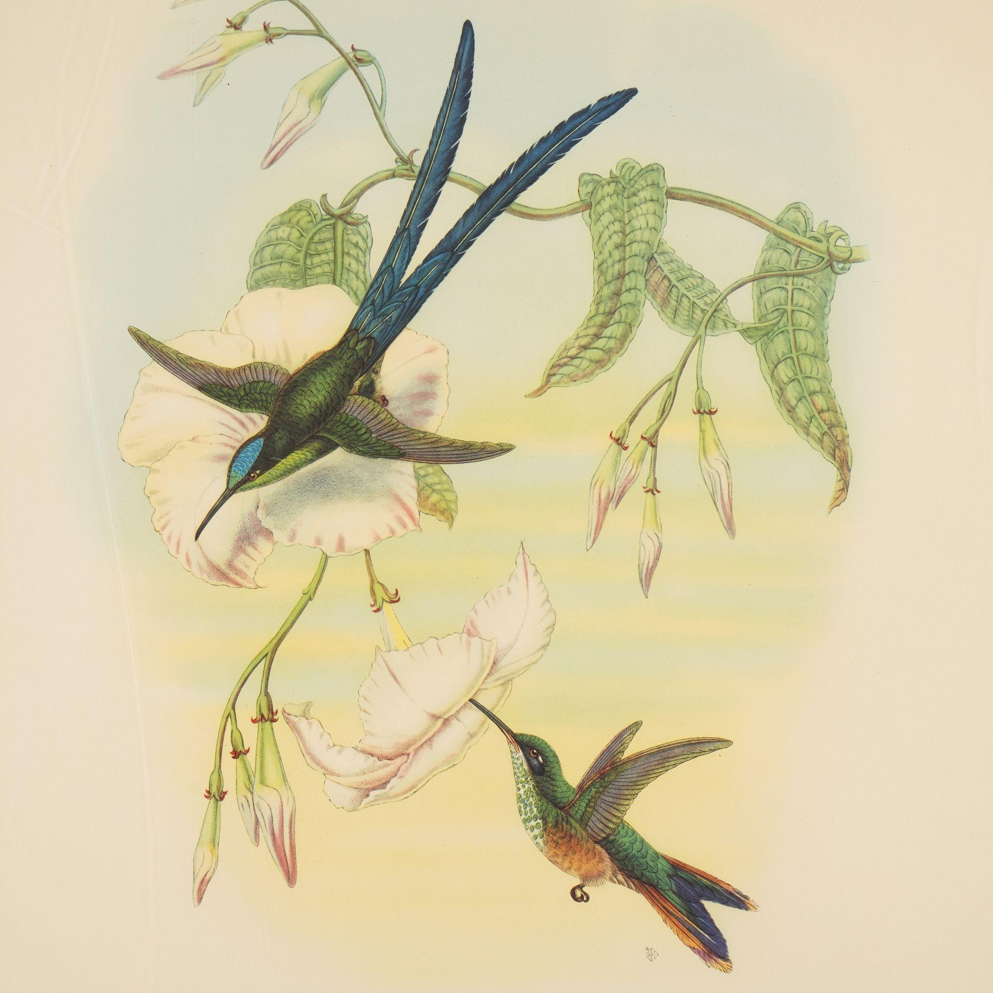 Paper Hylonympha Macrocerca (Scissor-Tailed Hummingbird) by John Gould, 1946 For Sale