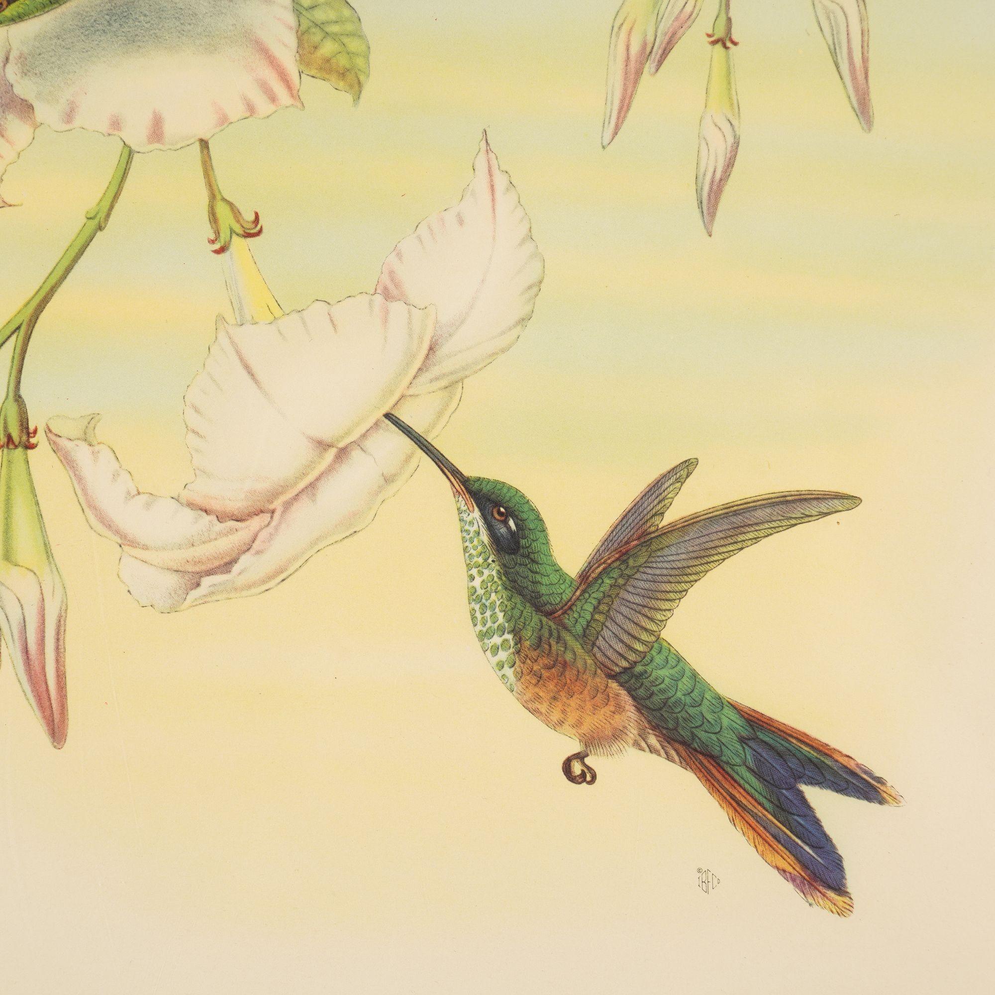 Hylonympha Macrocerca (Scissor-Tailed Hummingbird) by John Gould, 1946 For Sale 2