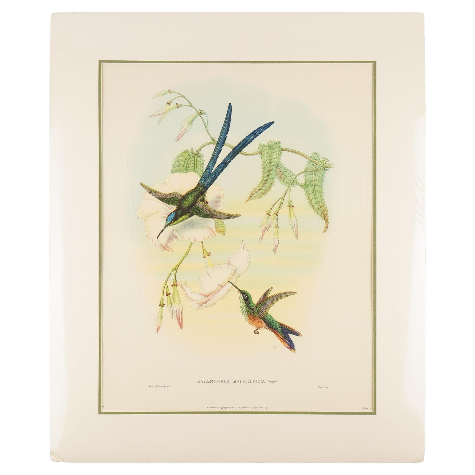 Hylonympha Macrocerca (Scissor-Tailed Hummingbird) by John Gould, 1946 For Sale