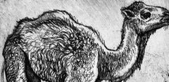 Ian Hornak, A Young Dromedary, Circa 1963