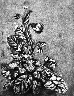 Ian Hornak, Flowering Geranium Study, Circa 1963