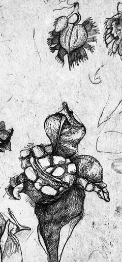 Ian Hornak, Studies of Seed Pods, Circa 1963