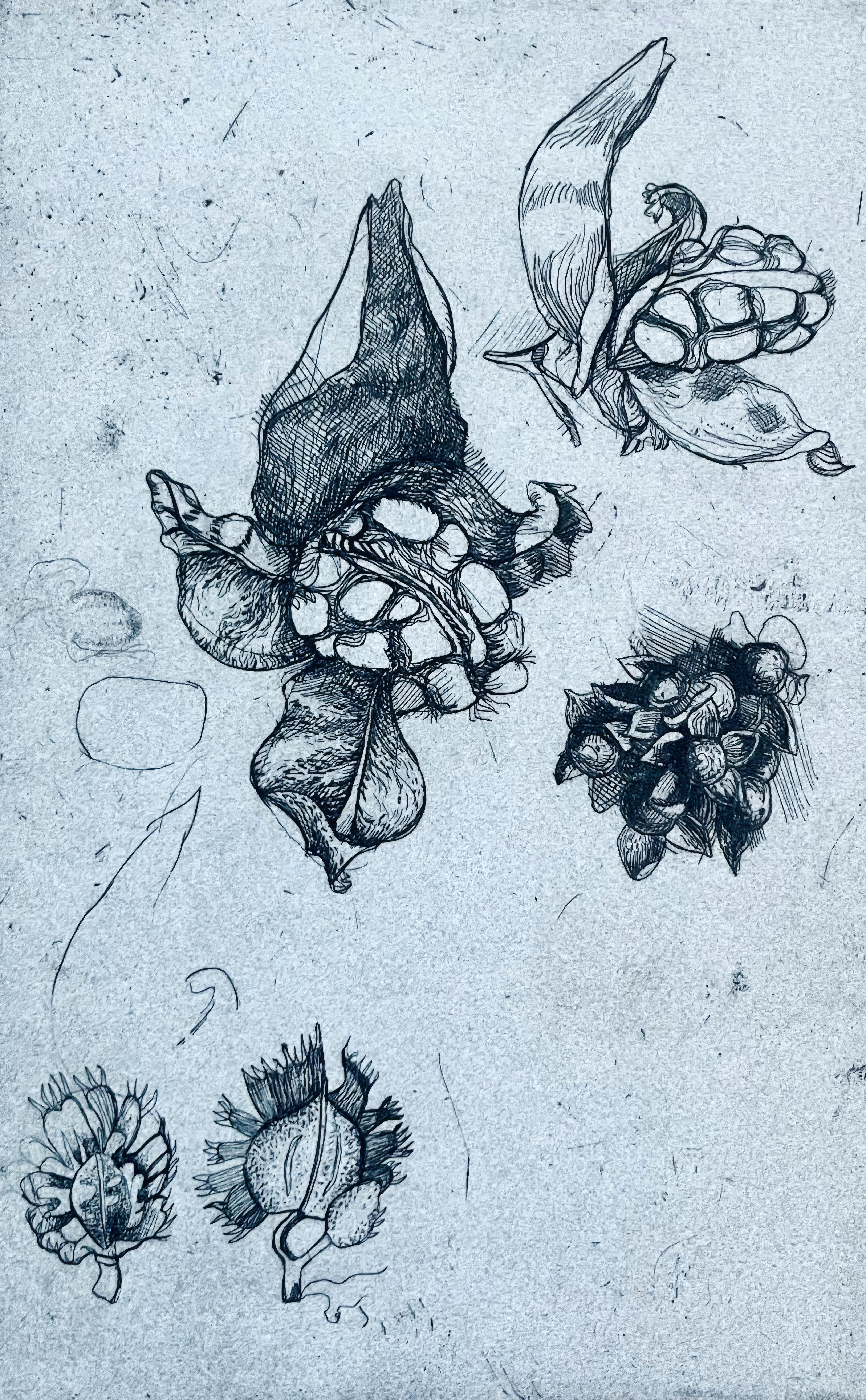 Cette magnifique gravure de Ian Hornak (1944–2002), intitulée « Études de gousses », a été réalisée CIRCA 1963, alors que l’artiste était encore étudiant de premier cycle. Réalisée au cours des premières années de la formation artistique de Hornak,