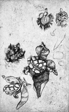Ian Hornak, Studies of Seed Pods, Circa 1963