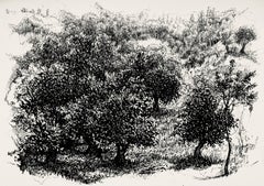 Olive Grove in Mondlicht, Ian Hornak