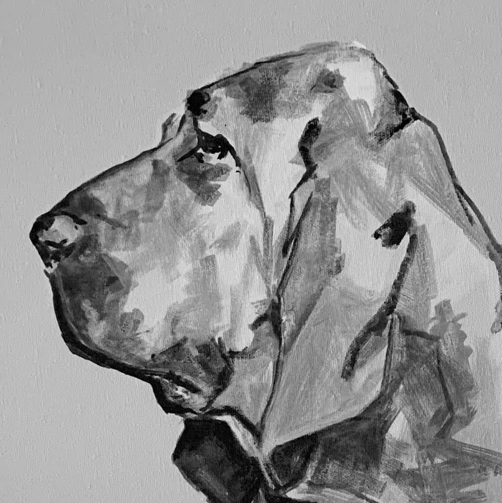 bloodhound black and white
