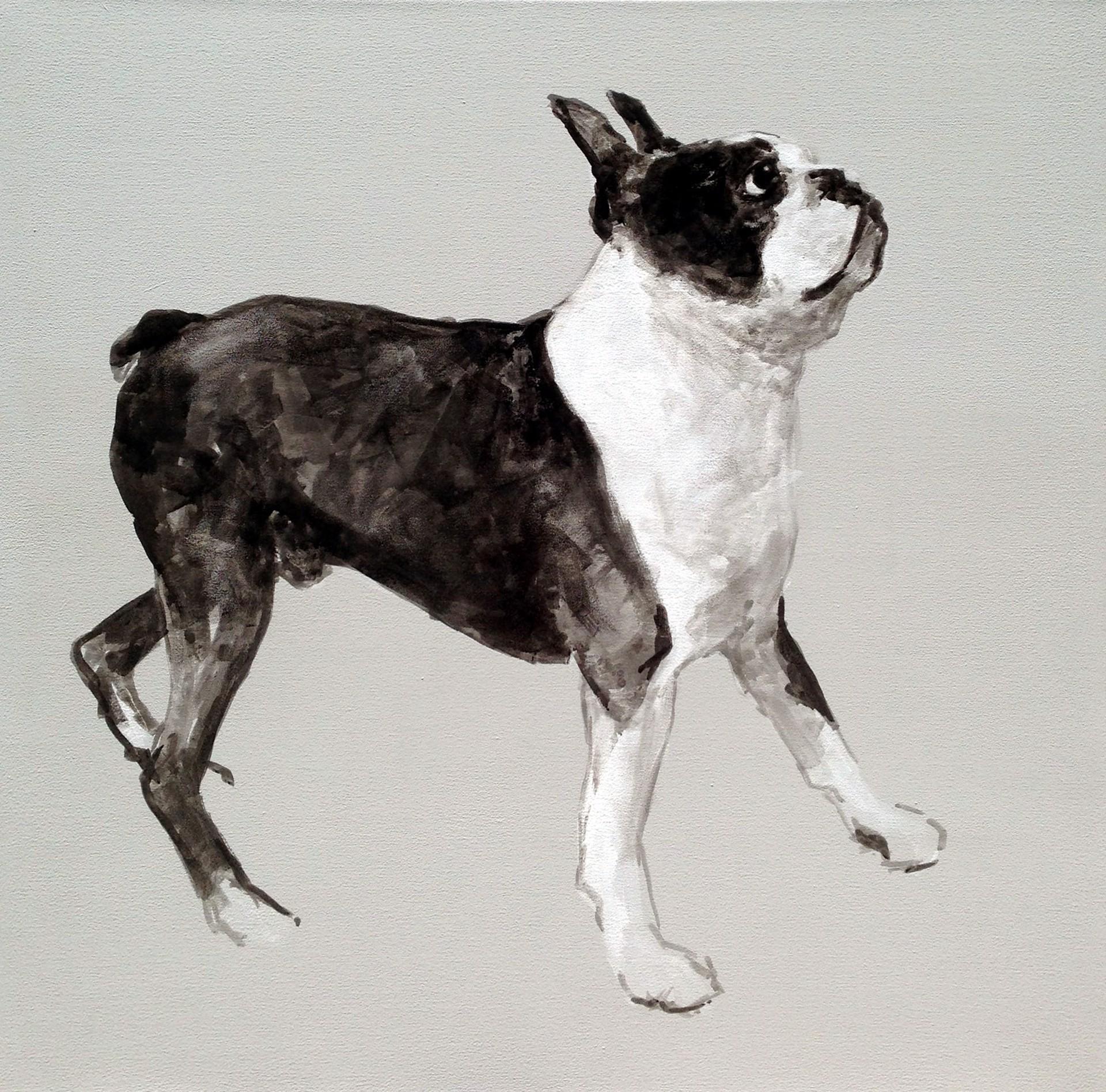are boston terriers born with tails