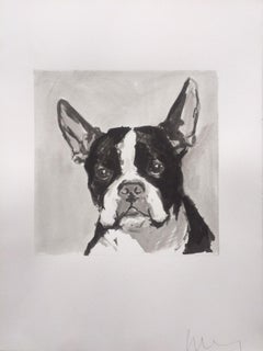 El Boston Terrier Happy Go Lucky se comunica claramente con su dueño