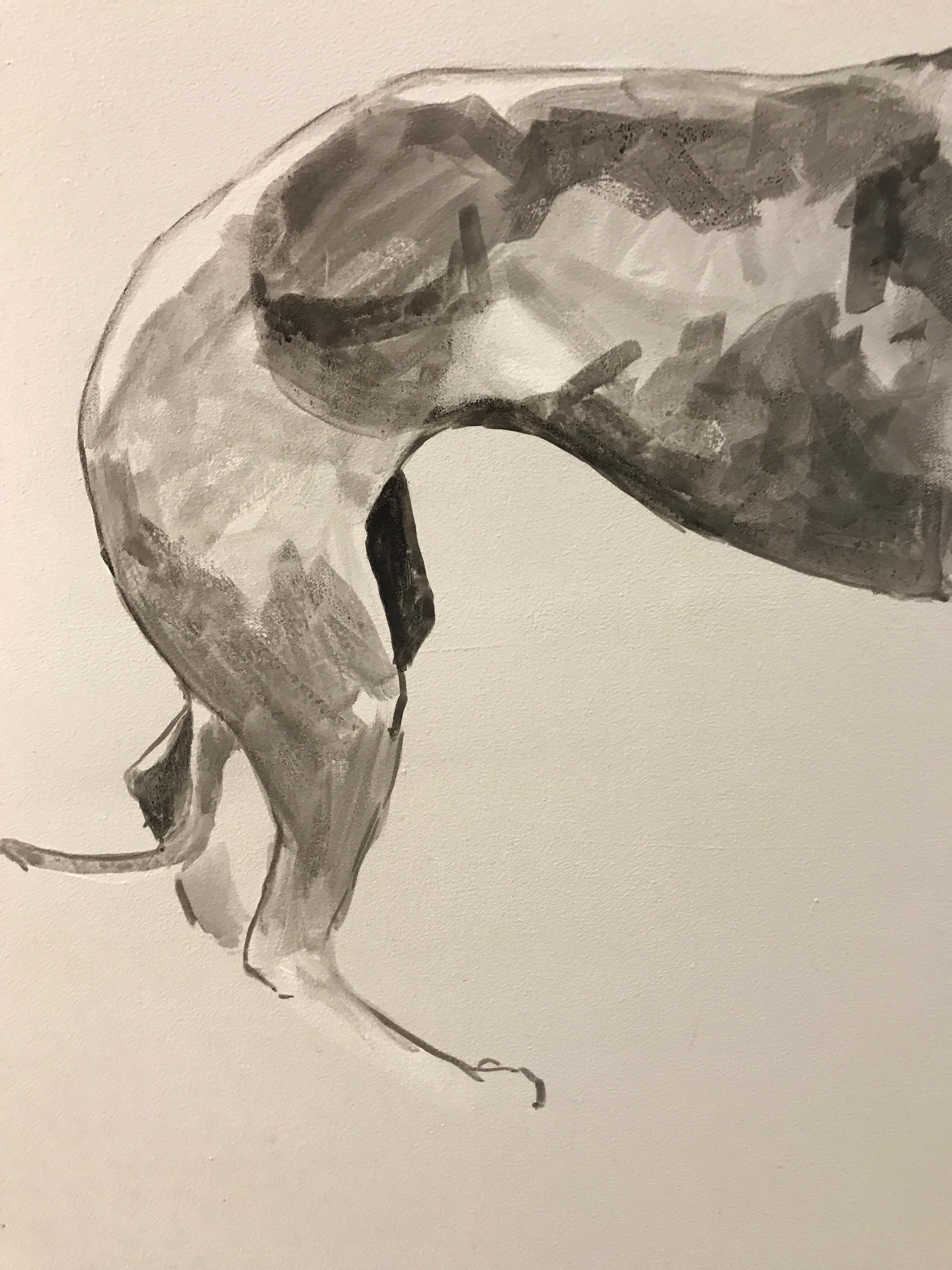 Whippet, This stunning large minimalist black and white painting of a Whippet dog, is a contemporary portrait in acrylic on canvas.  Ian Mason's portraits of dogs are very striking as he is able to capture the form of each dog breed with minimal