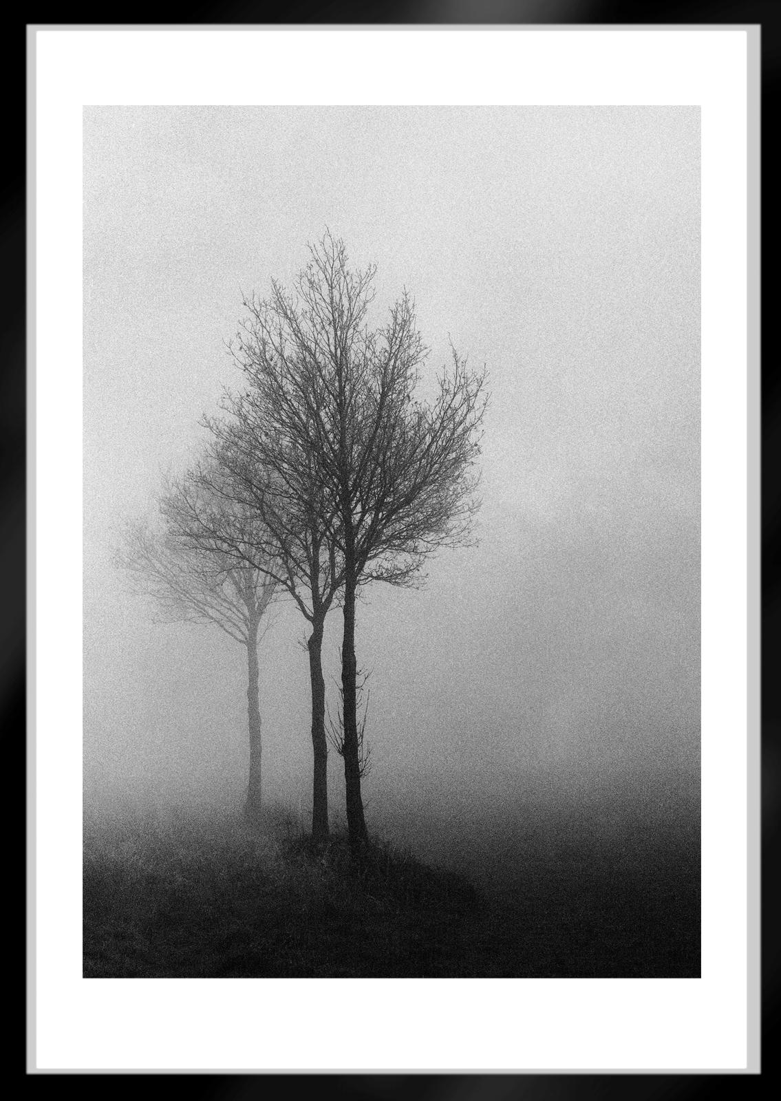 3 Bäume – signierter Naturdruck in limitierter Auflage, Schwarz-Weiß-Foto, Baum im Nebel (Zeitgenössisch), Photograph, von Ian Sanderson