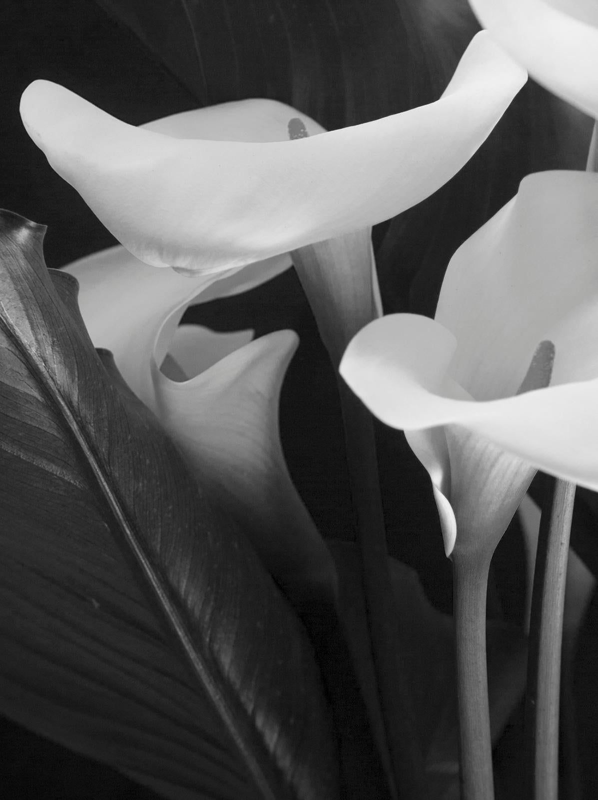Arum Lilies – signierter Kunstdruck in limitierter Auflage, Schwarz und Weiß, Übergröße – Photograph von Ian Sanderson