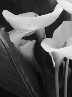Arum Lilies -Signed limited edition fine art print, Black and white, Oversize