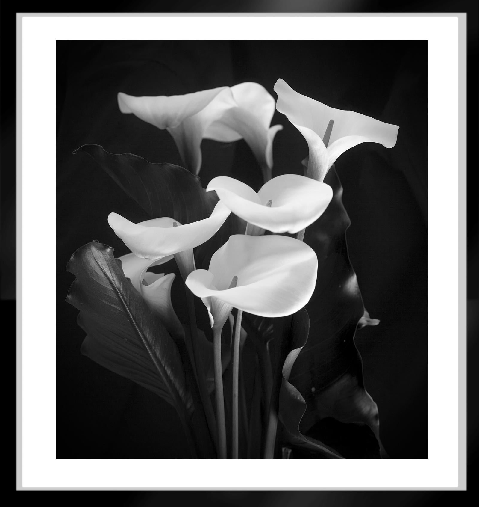 Arum Lilies - Tirage d'art signé en édition limitée, noir et blanc, surdimensionné - Contemporain Photograph par Ian Sanderson